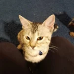 A cat sitting on top of a person 's leg.