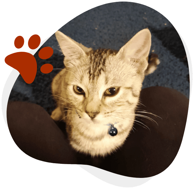 A cat is sitting in the middle of its paw print.