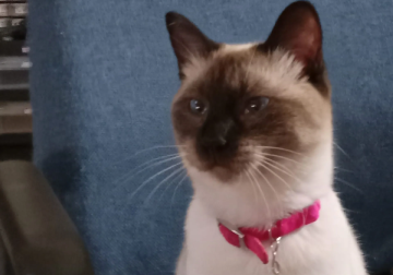 A siamese cat with blue eyes wearing a pink collar.