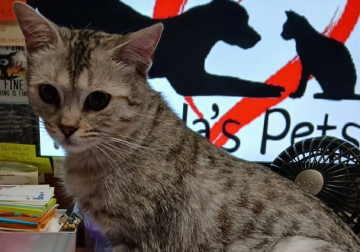 A cat sitting in front of a sign with a dog and cat on it.