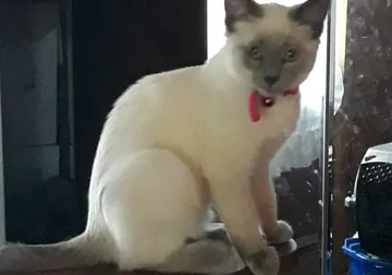 A cat sitting on the ground with its mouth open.