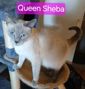 20241015_100947 A cat sitting on top of a bed with the words " queen sheba ".