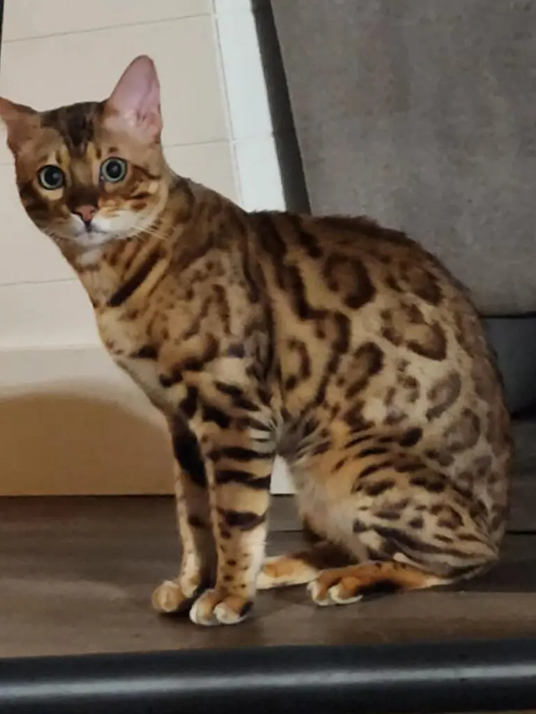 A cat sitting on the floor looking at something.