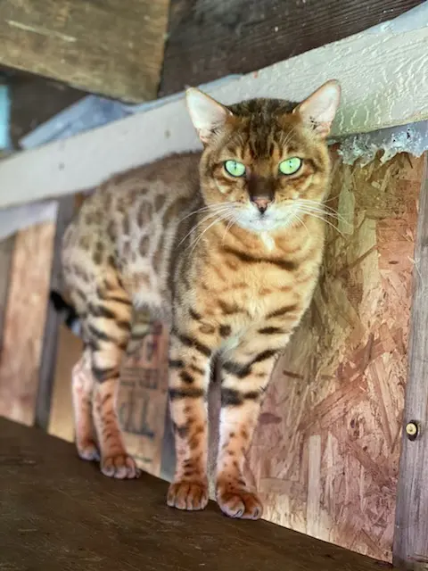 A cat standing on top of a wooden fence.