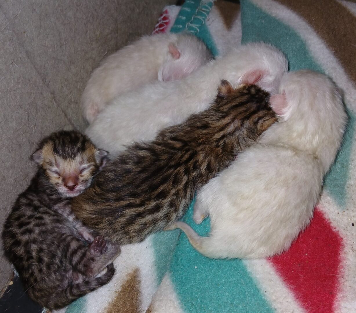 Sanova & Big Boi Litter May 2025 A cat laying on top of a blanket next to another cat.