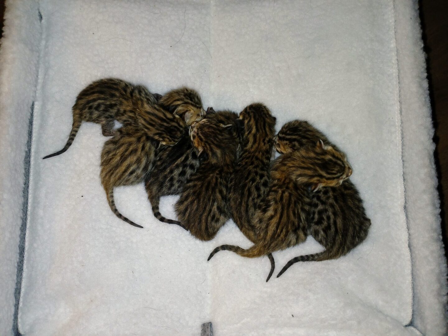 Juniper 3-3-26 Litter of 7